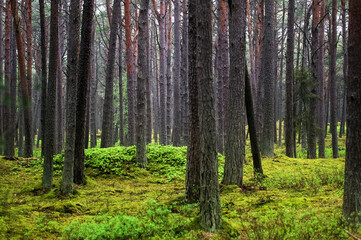 Krajobraz leśny pnie drzew 