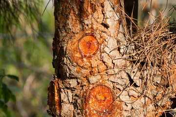 Pine trunk with resin and needles