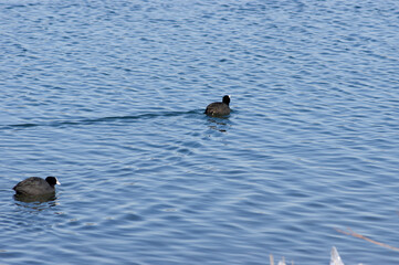 Two coot ducks swims in the water 