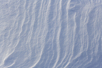 Wavy texture of snow surface after a blizzard. Bluish crystals sparkle at sunset. Shadows of trees on frozen snowy ground.