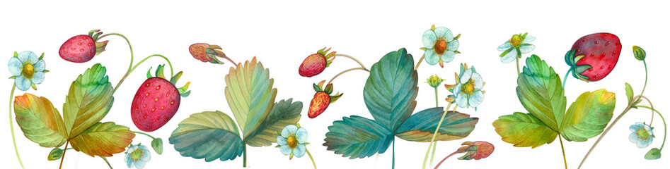 Watercolor border with strawberry berries, flowers and leaves of strawberry, strawberry isolated on a white background. Strawberry painted bed