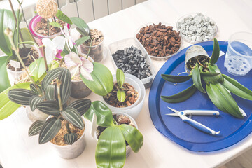 Transplanting and caring for orchids cattleya at home, pruning the roots of orchids, foam glass grow plant bark of coniferous plants moss filler pots for orchids, tools for transplanting. © Антон Скрипачев