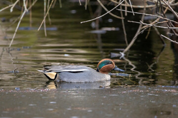 Beautiful male teal duck at a little pond called Jacobiweiher not far away from Frankfurt, Germany at a cold day in winter.