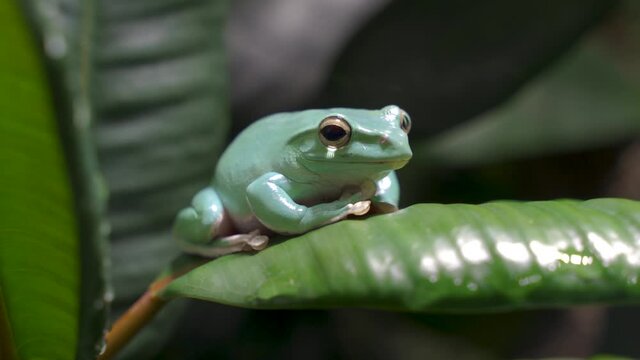 Green bluish tree frog with waxy coating croaking on leaf without movement