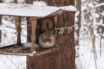 Winter forest. A red squirrel sits in a feeding trough.