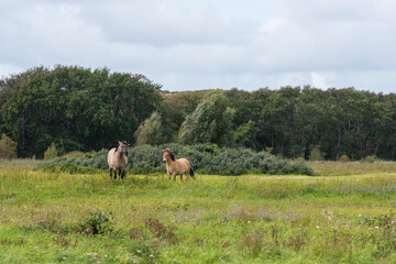 Fototapeta na wymiar Two free-roaming konik horses standing in a grass land in Lentevreugd, The Netherlands