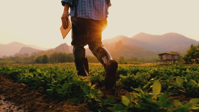 Camera point of view farmer walking inspect with tablet on peanuts plantation in countryside Thailand near mountain at evening and light shines sunset, industrial agriculture, smart farm technology.