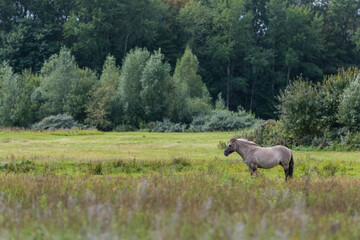 Konik horse standing in a grass land with trees in the background The area is called Lentevreugd in The Netherlands