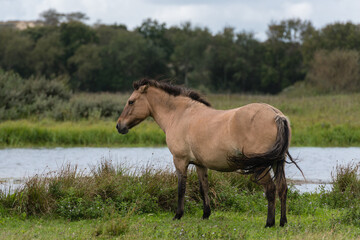 Portrait of a free-roaming konik horse that is standing at a small pond. In the background there is some grass and bushes.