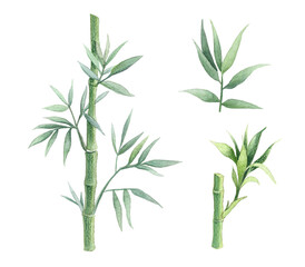 bamboo stems and leaves set, watercolor botanical illustration in traditional style, classic botanical illustration isolated on white