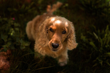 cocker spaniel