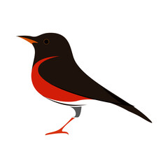 Bird_Turdus chrysolaus-アカハラ