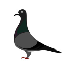 Bird_Pigeon_ハト