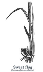 Sweet flag. Vector hand drawn plant. Vintage medicinal plant sketch.
