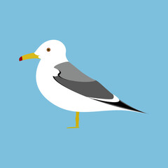Bird_Black-tailed gull_ウミネコ