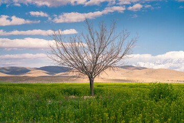 Fototapeta na wymiar A solitaire tree with no leafs in the green field with the desert in the background and blue sky above. Beautiful day by the desert in Iran.