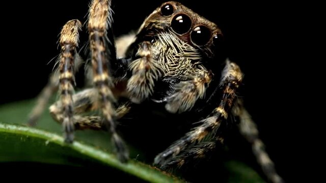 A spider in the dark looks straight ahead