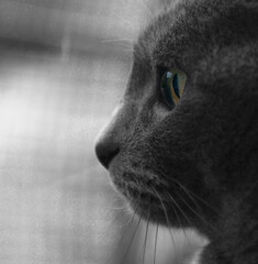 gatto
