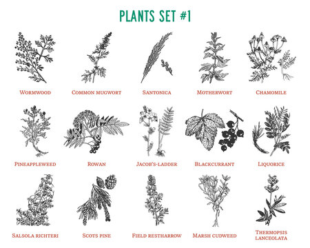 Vector hand drawn plants set