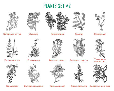 Vector hand drawn plants set