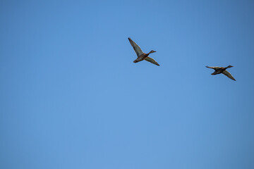 Wild ducks on a background of blue sky. Two blurry ducks in flight. Hunting concept.