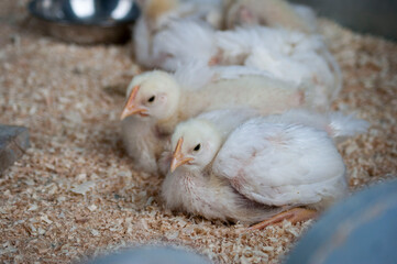 Chickens bask under the lamp