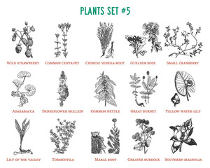 Vector hand drawn plants set