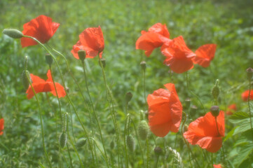 Flowers red poppies blossom on wild field. Soft focus effect.