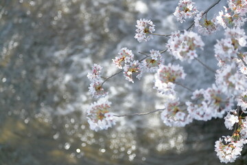 恩田川の桜-6
