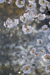 恩田川の桜-7