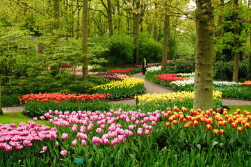 Tulips are blooming in the park