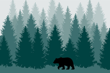 Walking bear in the coniferous forest. Taiga trees background. Foggy woodland illustration.