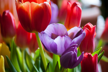 Spring bouquet of colorful tulips . A combination of bright juicy colors.