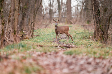 Roe deer in colorful forest in the morning light