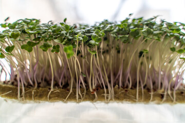 microgreen foliage background. Close-up of broccoli 6 days microgrin. Seed germination at home. The concept of vegan and healthy food.