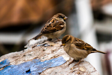 Two sparrows, young and old with focus in the foreground on a dark background.