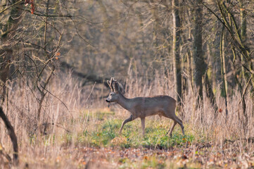 Roe deer in colorful forest in the morning light
