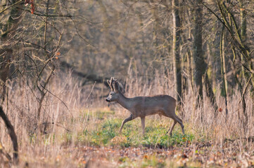 Obraz na płótnie Canvas Roe deer in colorful forest in the morning light