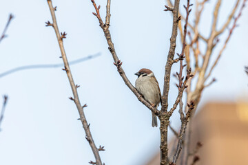 A sparrow sits in the branches of a cherry tree