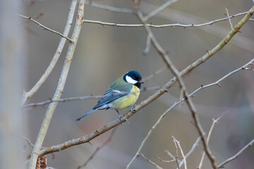 A great tit at a feeding place on a branch in winter