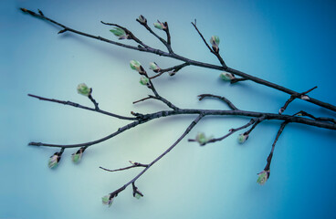 branches with buds on a blue background. top view. spring Easter concept