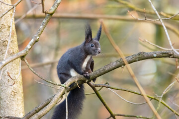 A dark brown European squirrel sitting on a branch