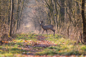 Roe deer in colorful forest in the morning light