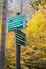 signpost in the forest