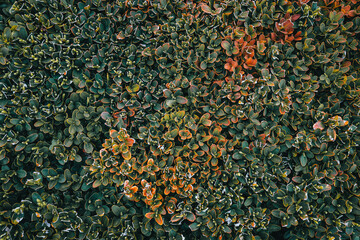 Green and autumn leaves backgrounds.