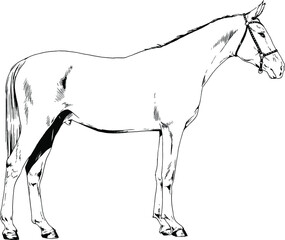 race horse without a harness drawn in ink by hand