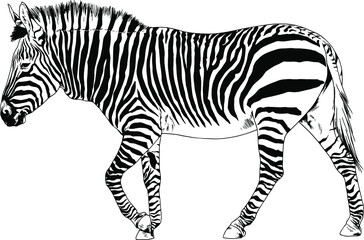 jumping striped African Zebra, hand-drawn in full- length 