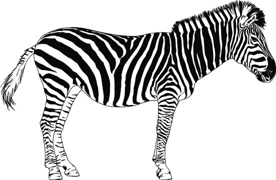 jumping striped African Zebra, hand-drawn in full- length 