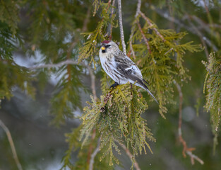 Common Redpoll on Evergreen Tree Branch in Winter