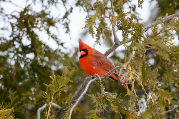 Male Northern Cardinal on Evergreen Tree , Closeup Portrait in Winter 